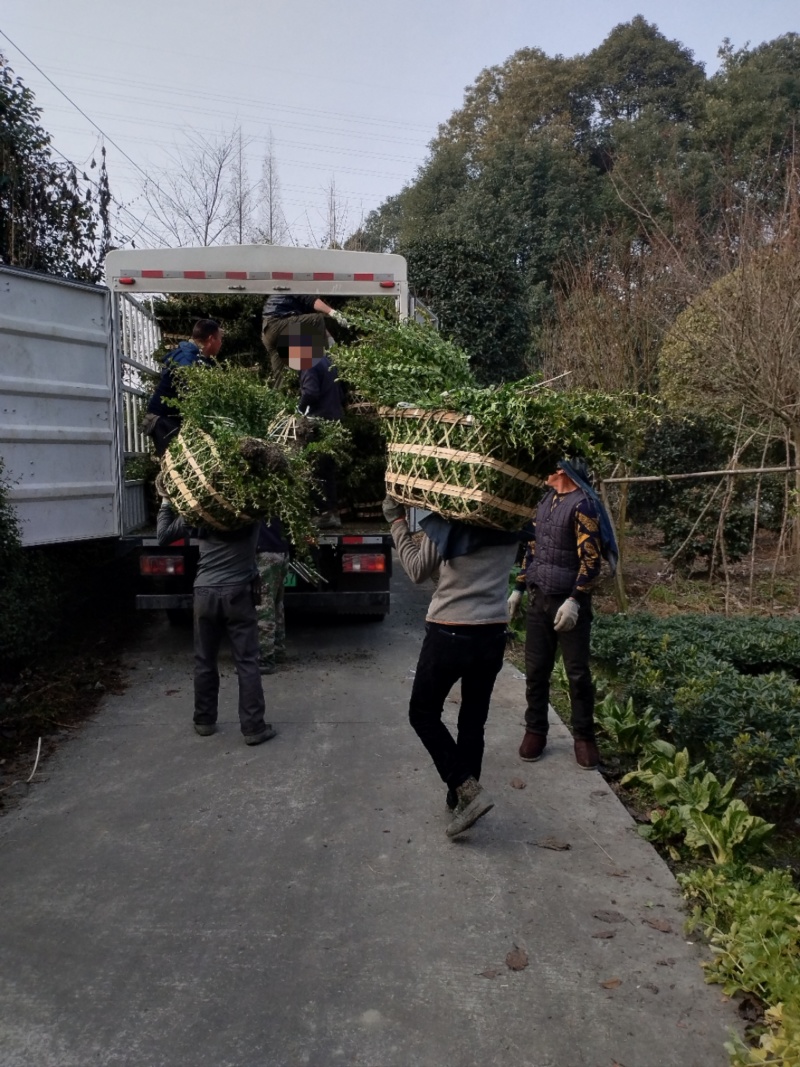 毛叶丁香毛球，成都毛叶丁香种植户自产自销毛叶丁香绿篱毛笼