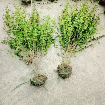 毛叶丁香毛球，成都毛叶丁香种植户自产自销毛叶丁香绿篱毛笼