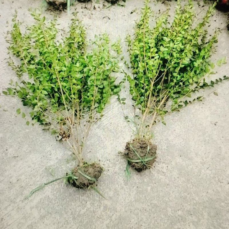 毛叶丁香毛球，成都毛叶丁香种植户自产自销毛叶丁香绿篱毛笼