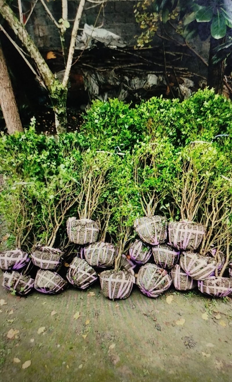 小叶女贞球，成都种植户自产自销小叶女贞球量大