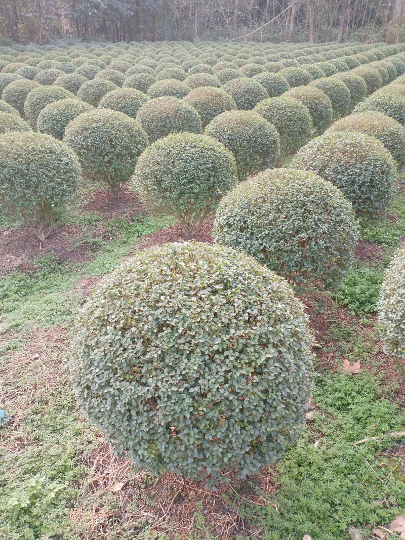 小叶女贞球，成都种植户自产自销小叶女贞球量大