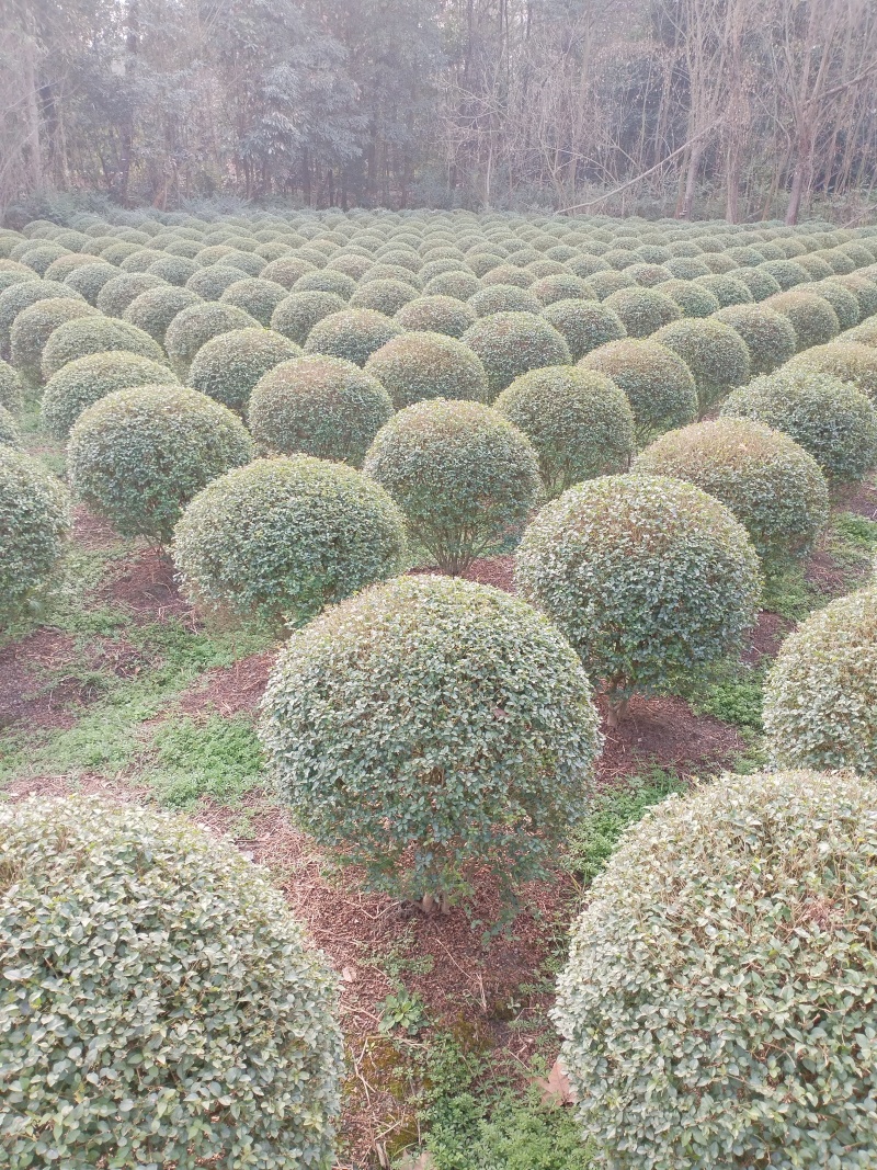 小叶女贞球，成都种植户自产自销小叶女贞球量大