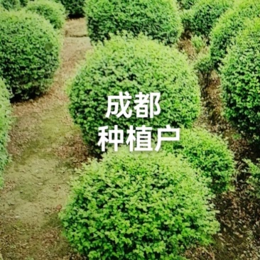 小叶女贞球，成都种植户自产自销小叶女贞球量大