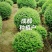 小叶女贞球，成都种植户自产自销小叶女贞球量大