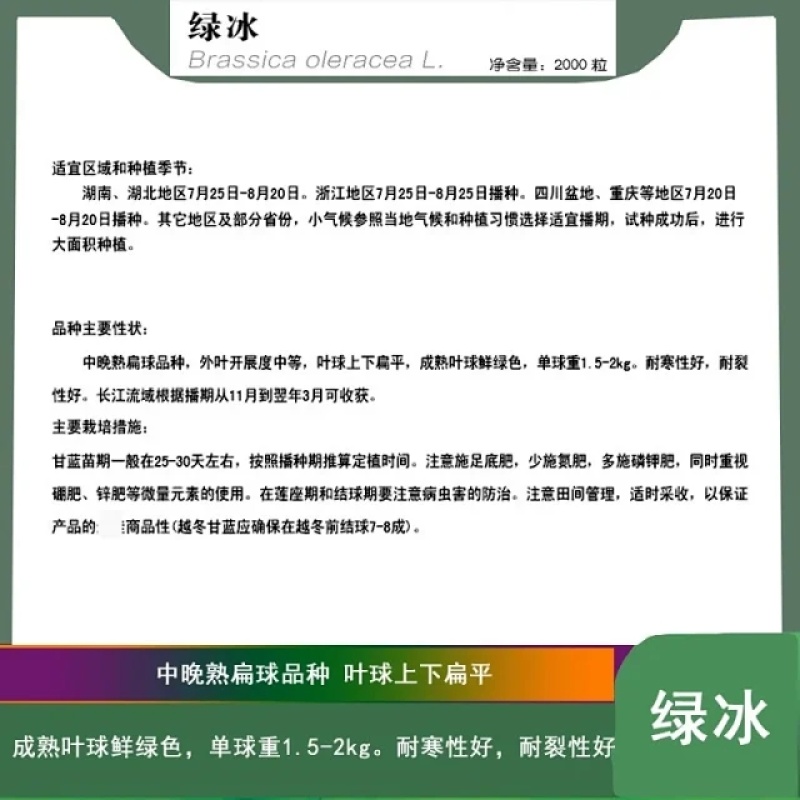 绿冰扁圆甘蓝种子中晚熟耐寒秋栽培单球重约1.5-2公斤