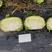 绿冰扁圆甘蓝种子中晚熟耐寒秋栽培单球重约1.5-2公斤