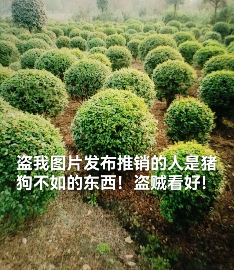 小叶女贞球种植户直销，成都小叶女贞球