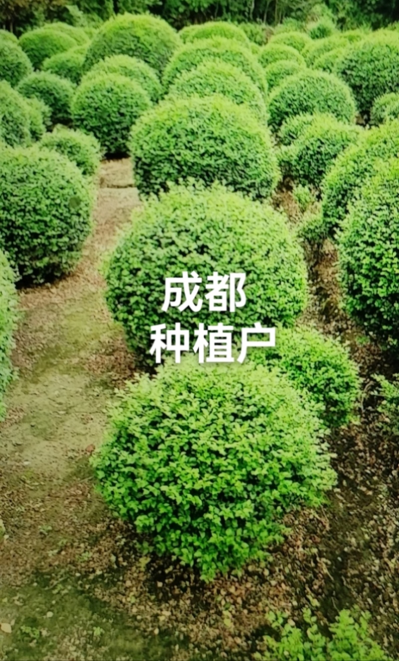 小叶女贞球种植户直销，成都小叶女贞球