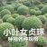 小叶女贞球种植户直销，成都小叶女贞球
