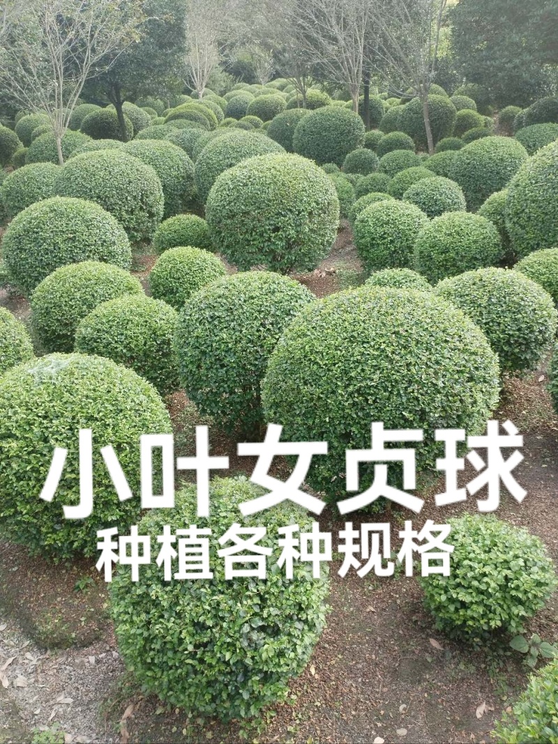 小叶女贞球种植户直销，成都小叶女贞球