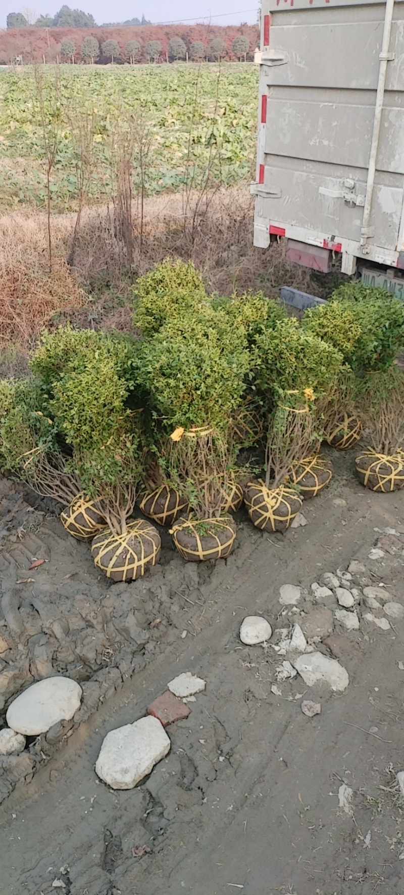小叶女贞球种植户直销，成都小叶女贞球