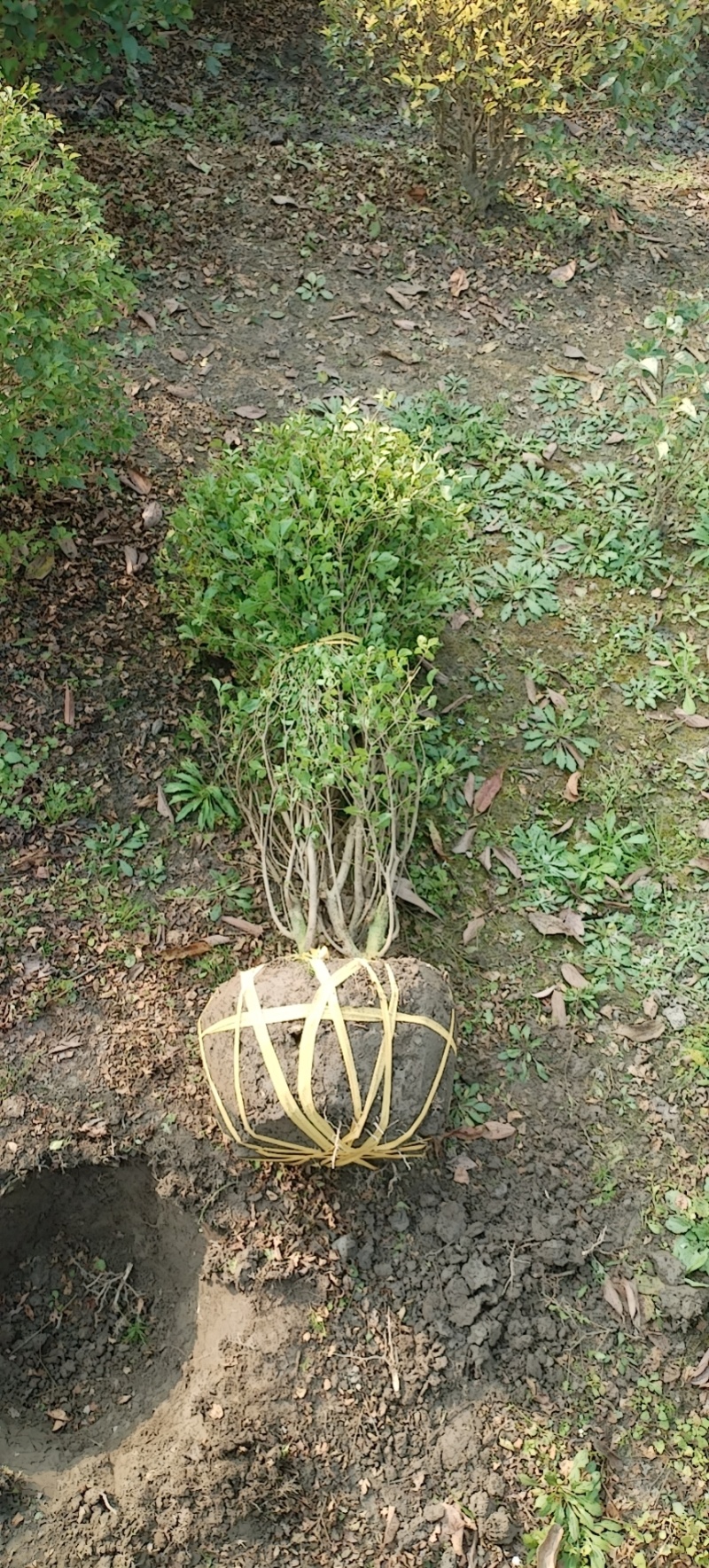 小叶女贞球种植户直销，成都小叶女贞球