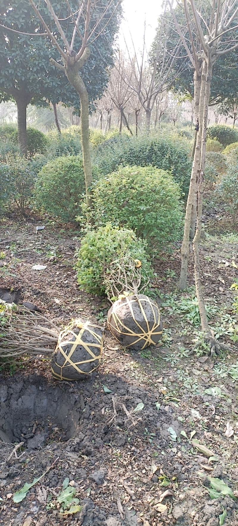 小叶女贞球种植户直销，成都小叶女贞球