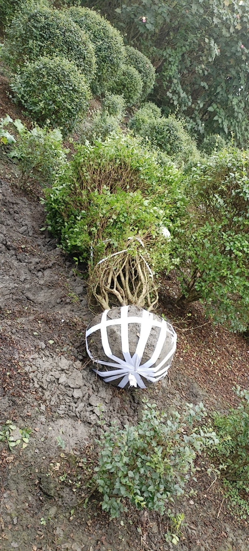 小叶女贞球种植户直销，成都小叶女贞球