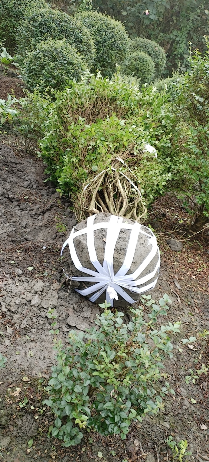 小叶女贞球种植户直销，成都小叶女贞球