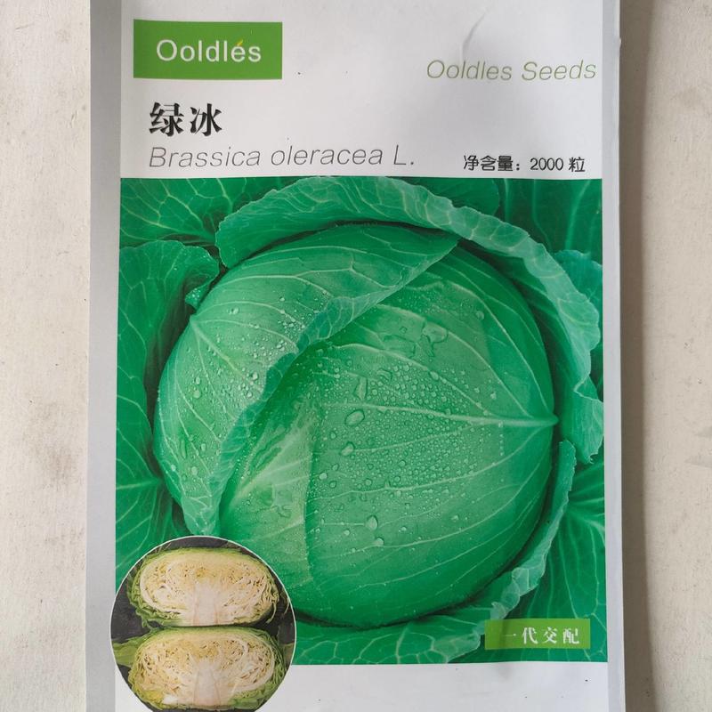 绿冰扁圆甘蓝种子中晚熟耐寒秋栽培单球重约1.5-2公斤