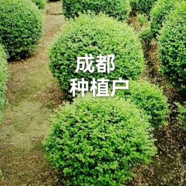 小叶女贞球种植户直销，成都小叶女贞球