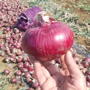 红葱，物美价廉哦，需要的朋友随时联系