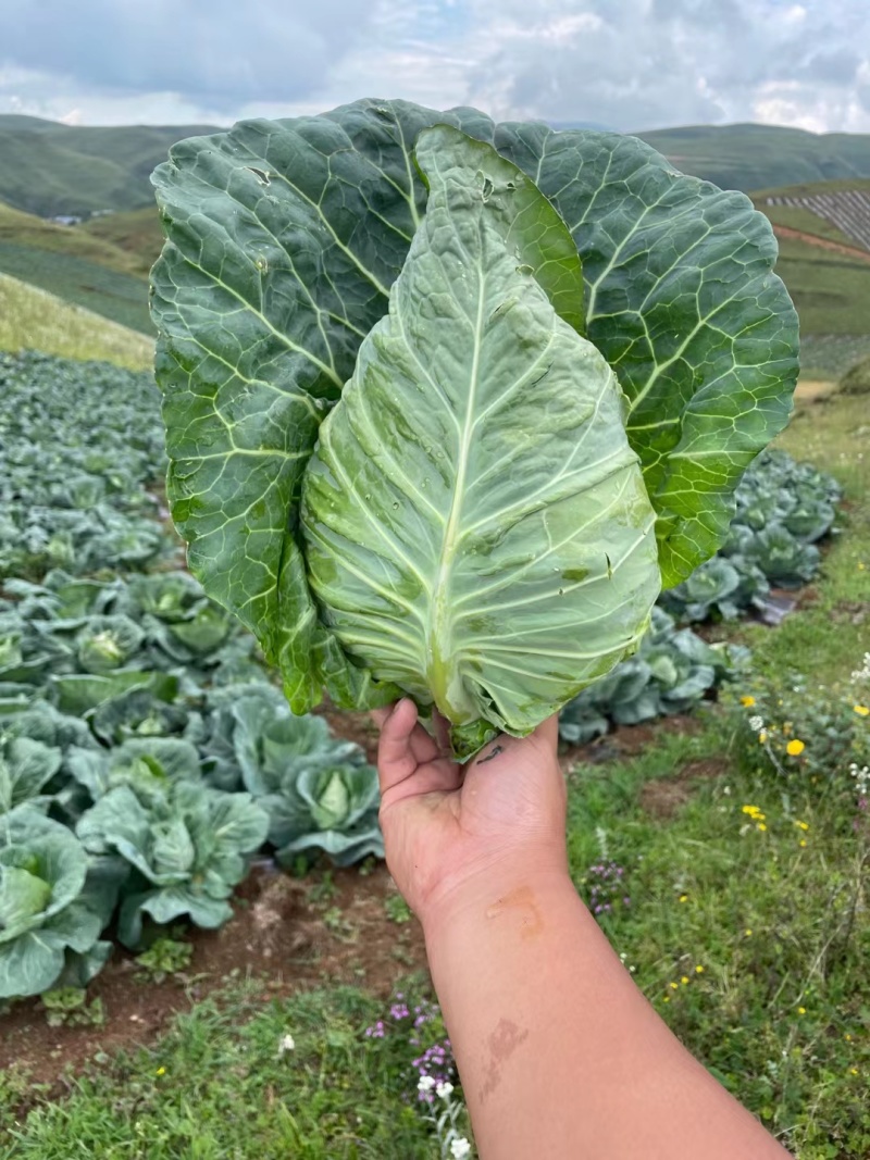 牛心甘蓝（新老品种基地直销负责包售后）