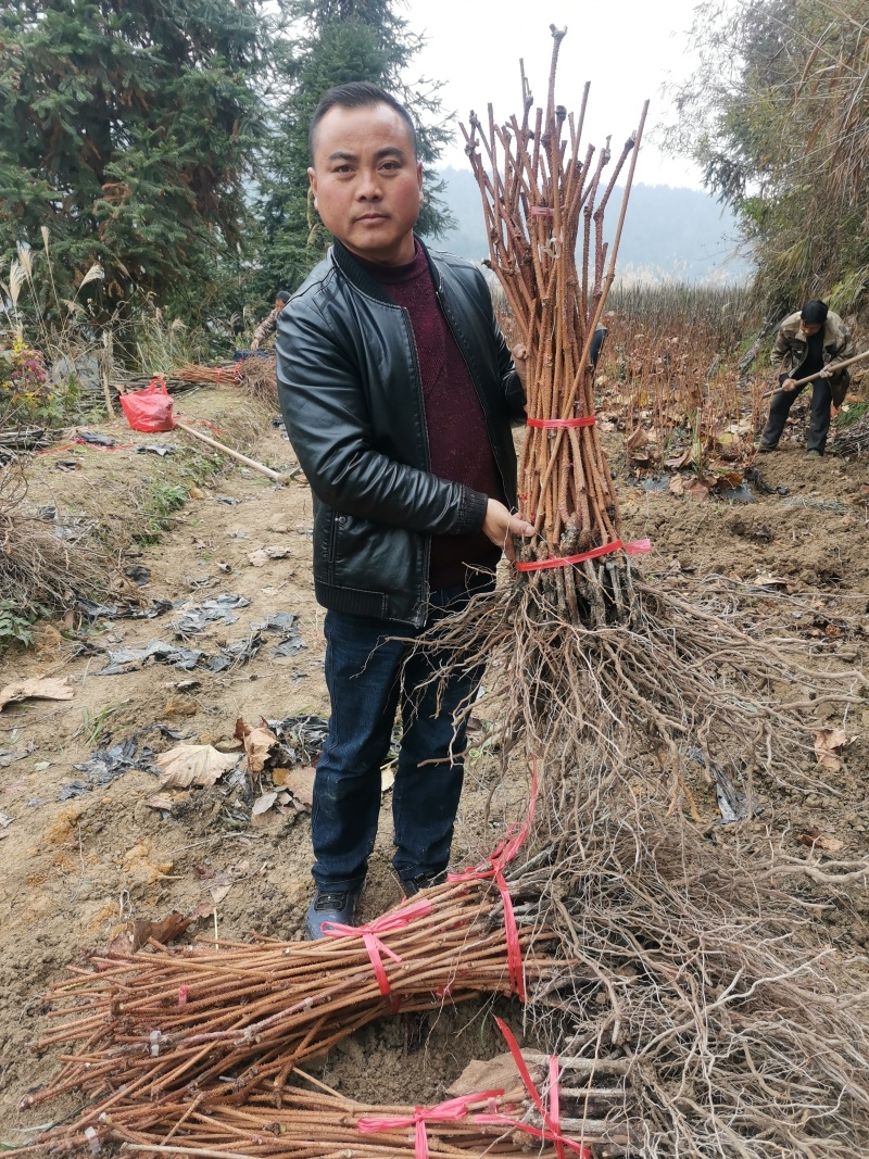葡萄苗，高山葡萄苗，高山二号葡萄苗，湖南葡萄苗木