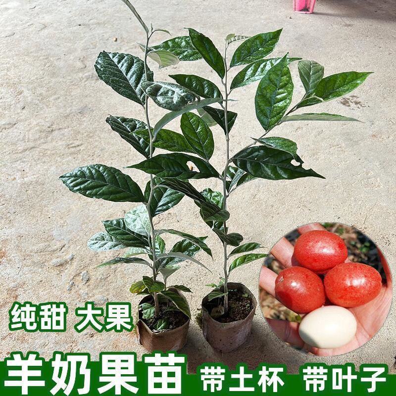 羊奶果树苗新品种德甜纯甜大果盆栽地栽当年结果南方北方种植