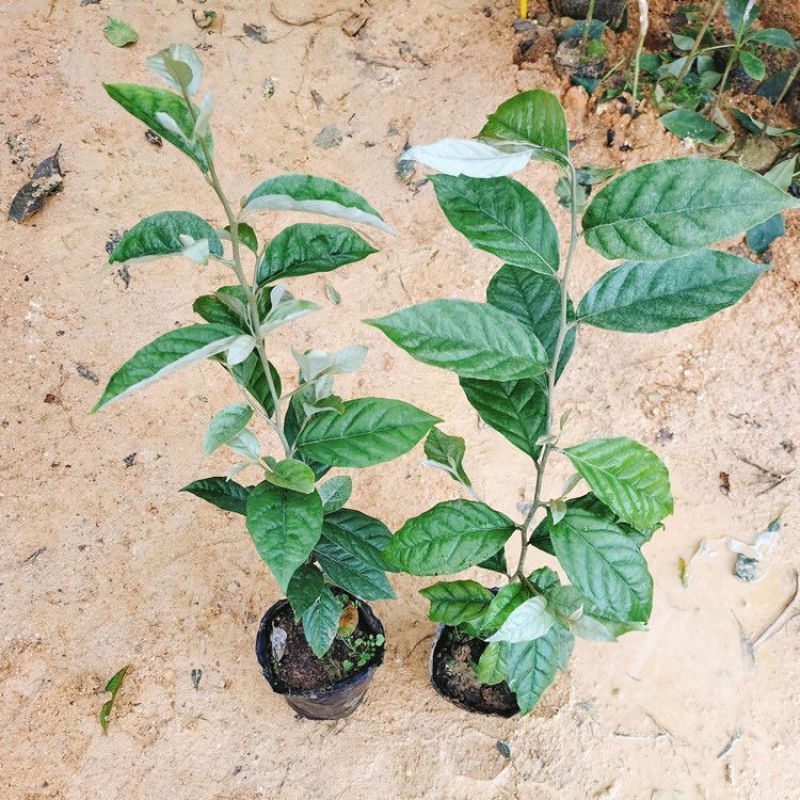 羊奶果树苗新品种德甜纯甜大果盆栽地栽当年结果南方北方种植