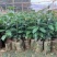 羊奶果树苗新品种德甜纯甜大果盆栽地栽当年结果南方北方种植