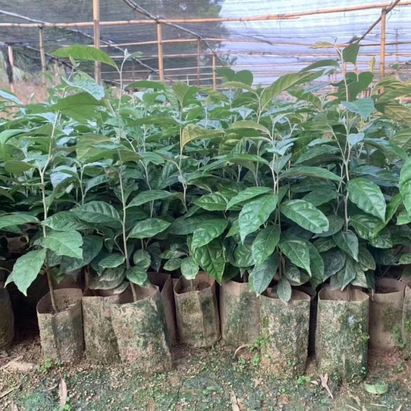 羊奶果树苗新品种德甜纯甜大果盆栽地栽当年结果南方北方种植