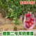 羊奶果树苗新品种德甜纯甜大果盆栽地栽当年结果南方北方种植