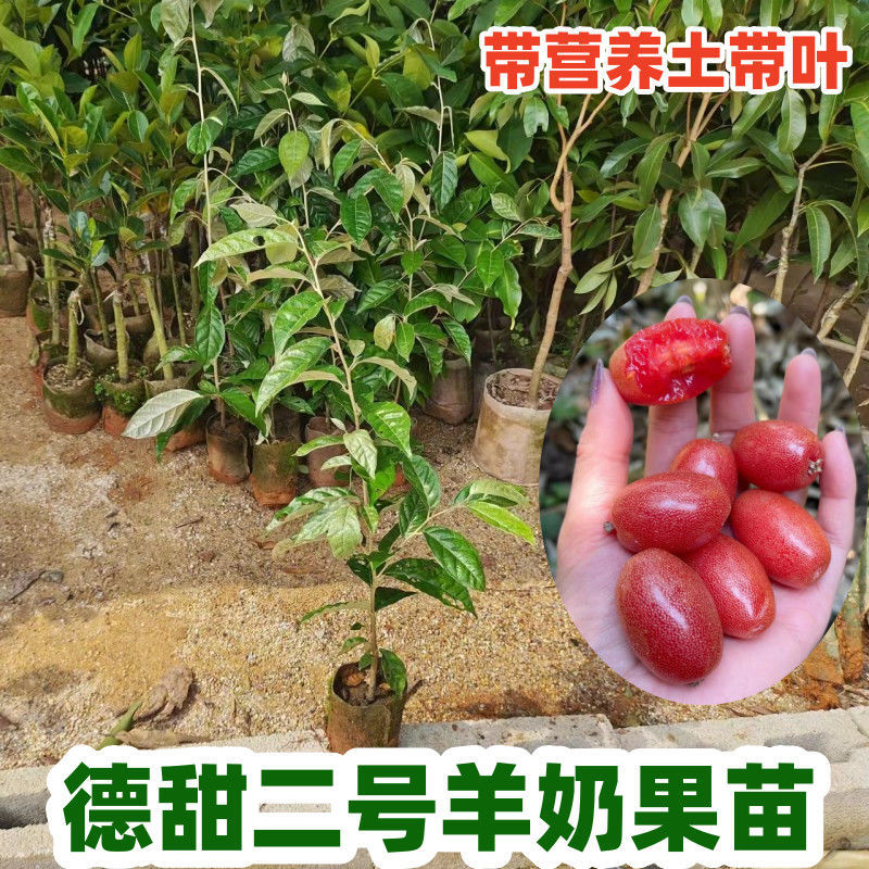 羊奶果树苗新品种德甜纯甜大果盆栽地栽当年结果南方北方种植