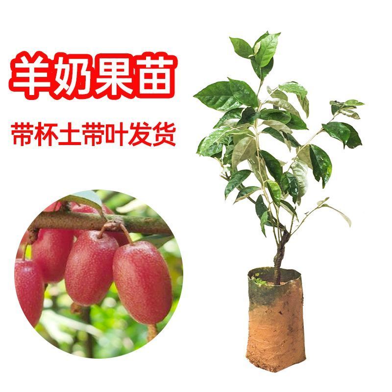 羊奶果树苗新品种德甜纯甜大果盆栽地栽当年结果南方北方种植