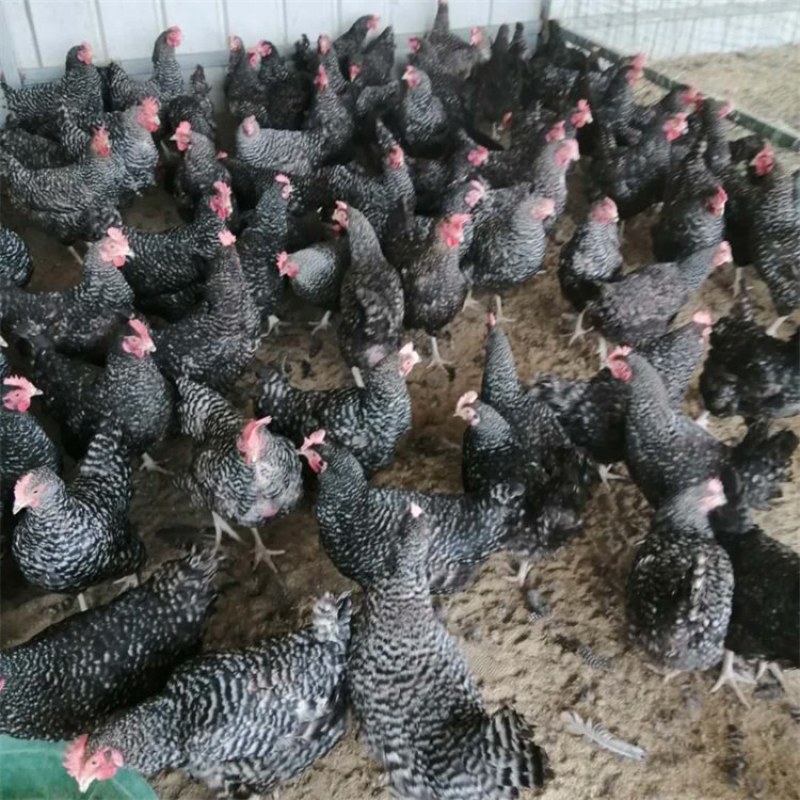 芦花纯种黑芦花鸡小种芦花鸡出壳苗芦花绿壳蛋鸡苗打疫苗