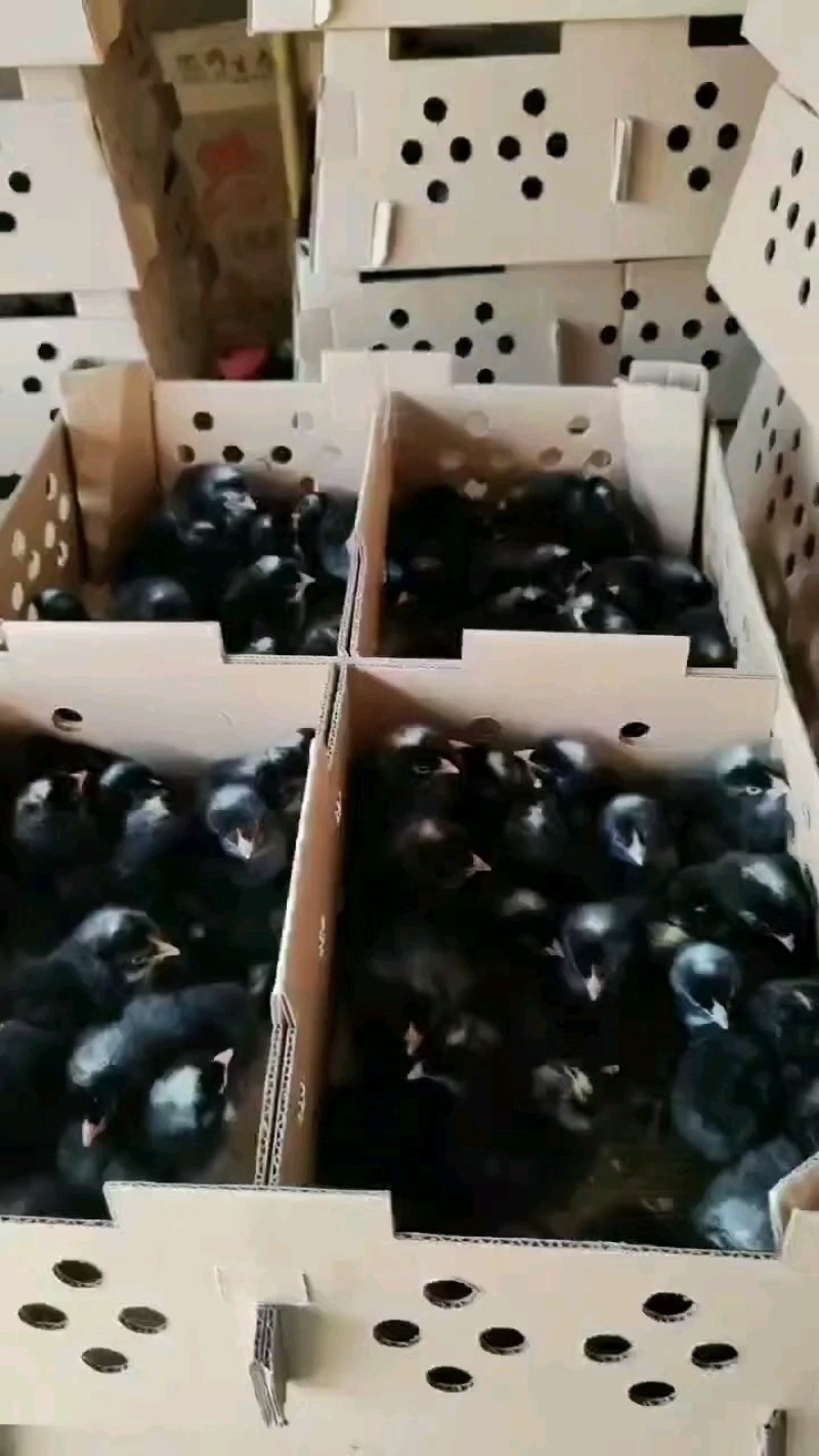 芦花纯种黑芦花鸡小种芦花鸡出壳苗芦花绿壳蛋鸡苗打疫苗