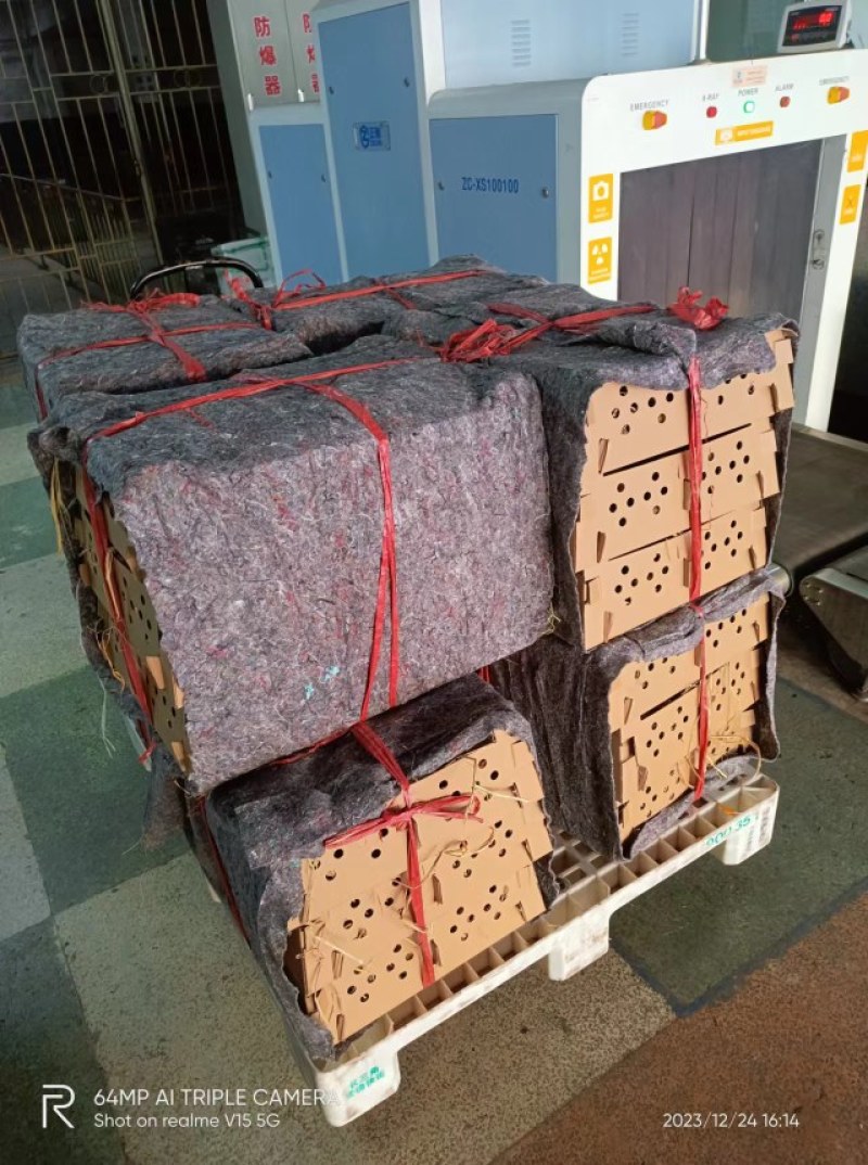 芦花纯种黑芦花鸡小种芦花鸡出壳苗芦花绿壳蛋鸡苗打疫苗