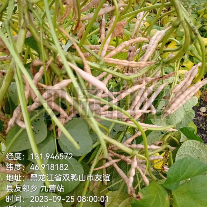 东北黑土地自己家开荒地种植的红小豆不上化肥无公害颗粒饱满