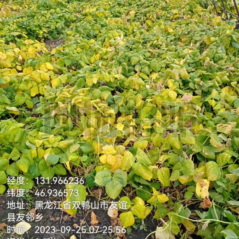 东北黑土地自己家开荒地种植的红小豆不上化肥无公害颗粒饱满