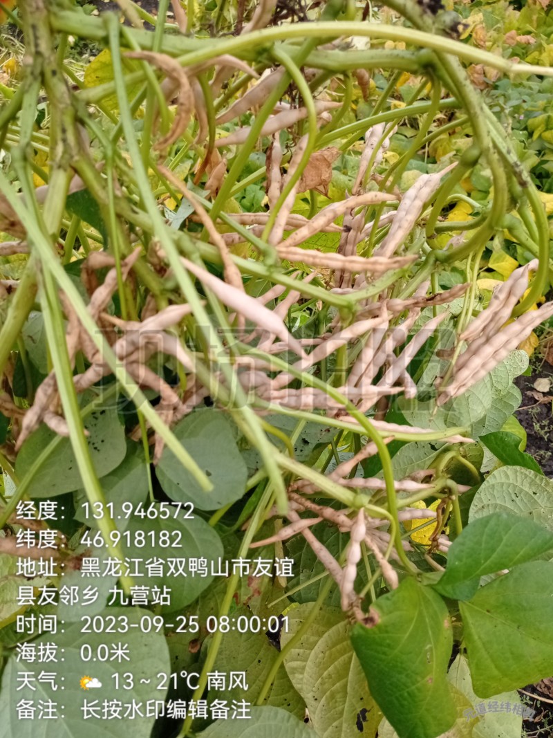 东北黑土地自己家开荒地种植的红小豆不上化肥无公害颗粒饱满