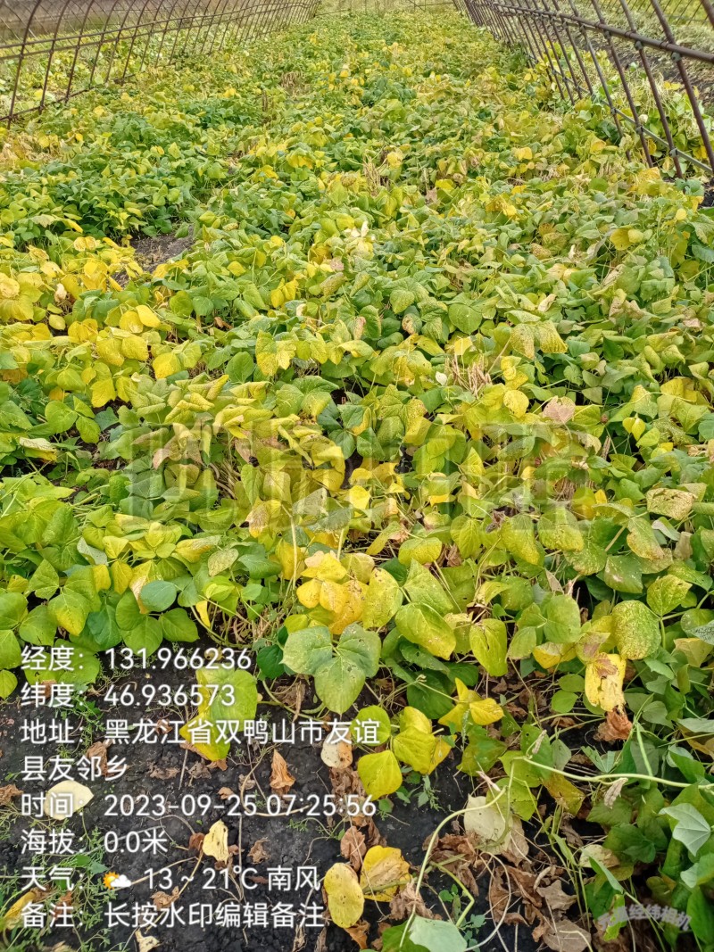 东北黑土地自己家开荒地种植的红小豆不上化肥无公害颗粒饱满