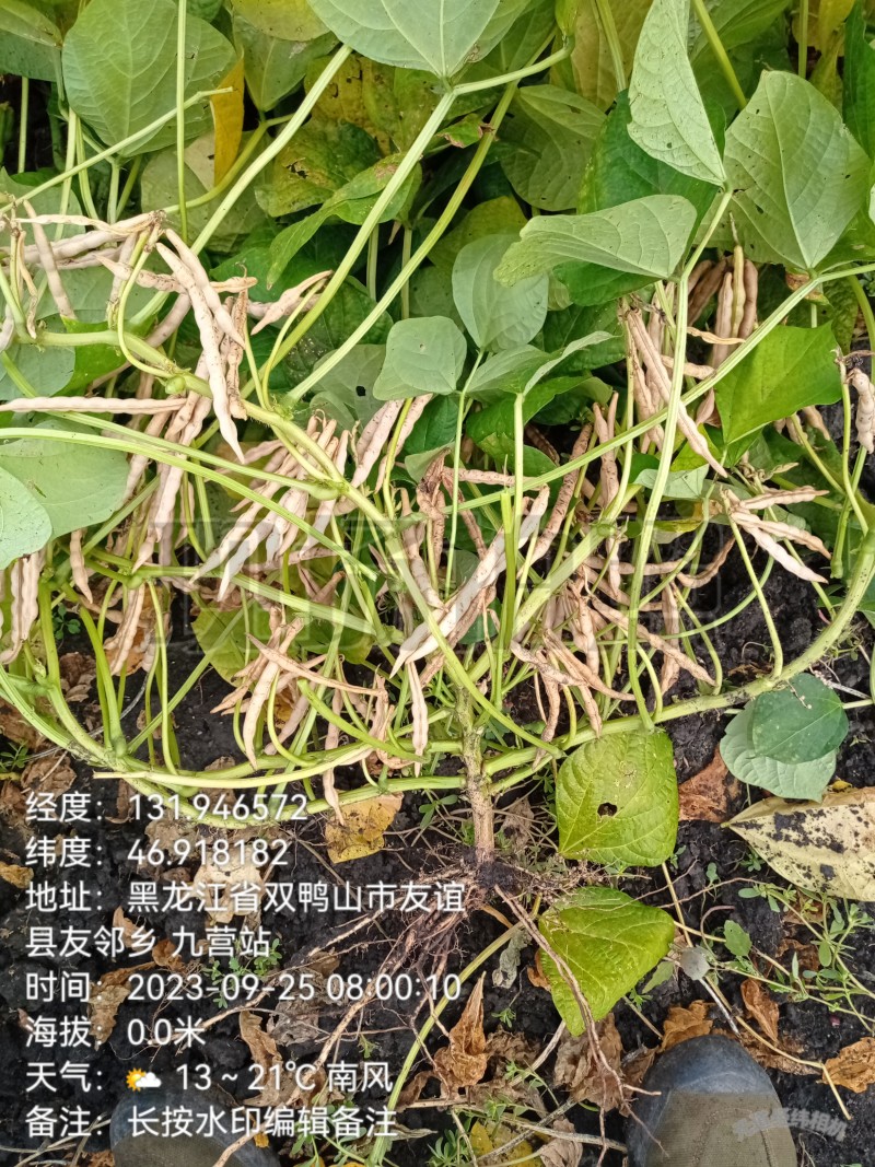 东北黑土地自己家开荒地种植的红小豆不上化肥无公害颗粒饱满