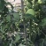 903西红柿