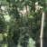903西红柿