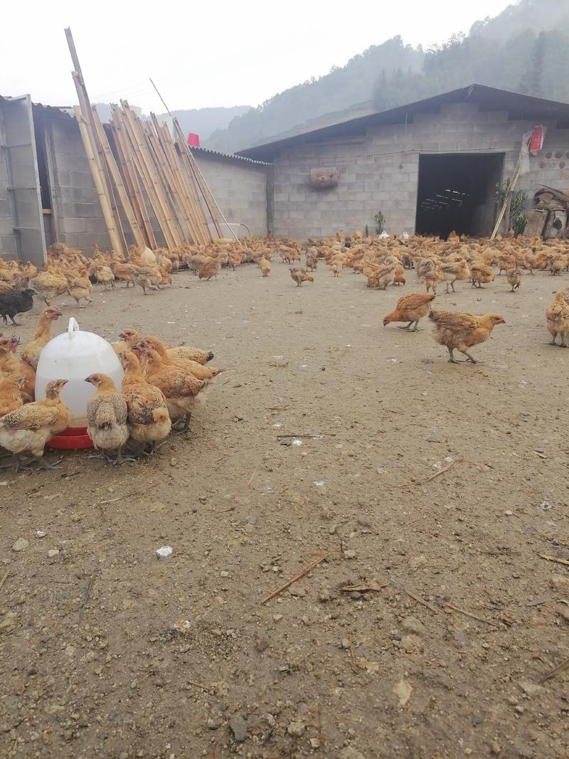 大量青脚鸡出售