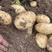 沃土5号黄肉黄心土豆产地一手货源代发全国质量保证规格齐全