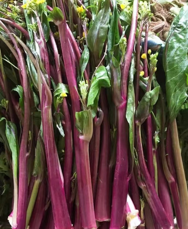 红菜苔/菜苔产地直发品质好需要的老板电话☎️