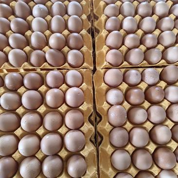 红壳蛋大量有货，每天能出150件，可长期合作