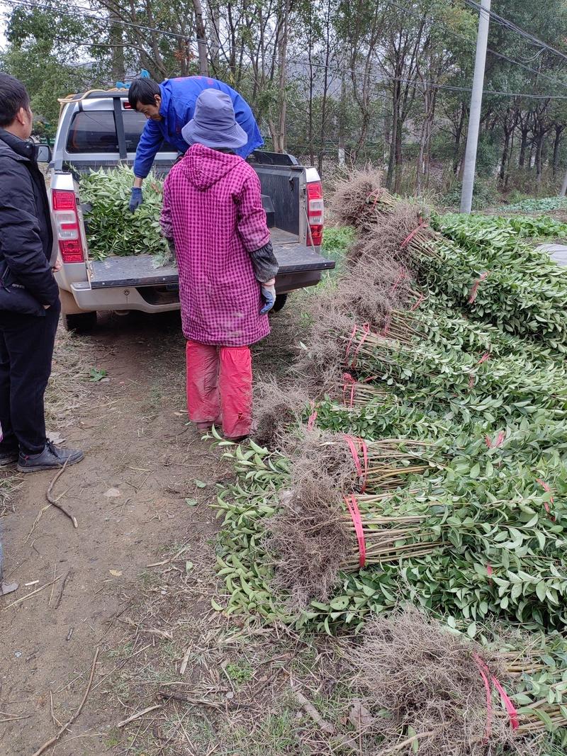 大叶女贞苗基地1一12批发，现货长期有效。