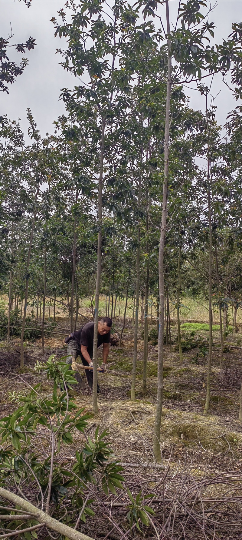 木荷基地1一20公分批发，现货长期有效。