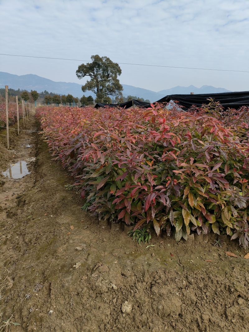 木荷基地1一20公分批发，现货长期有效。