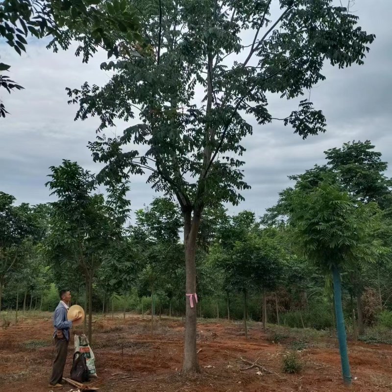 黄山栾树苗基地1一20批发，现货长期有效。
