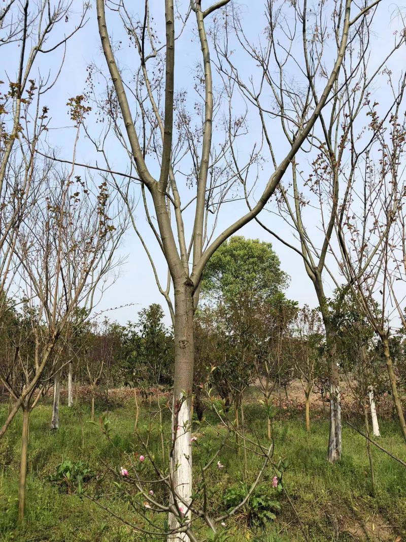 黄山栾树苗基地1一20批发，现货长期有效。